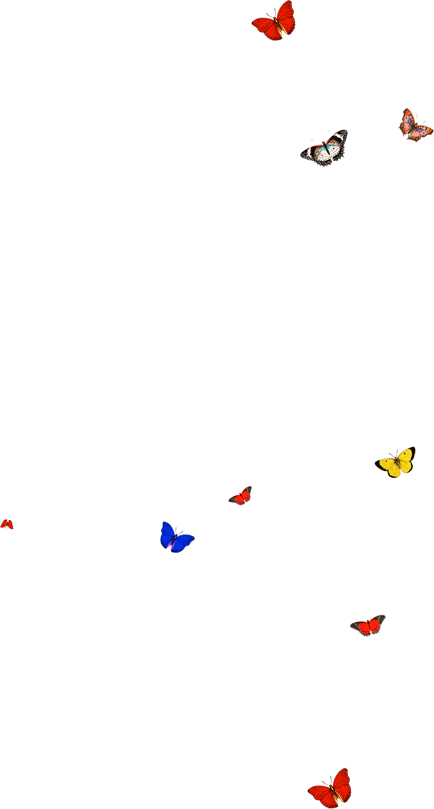 Lord George Butterfly