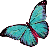 butterflies