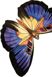 butterflies