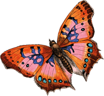 butterflies