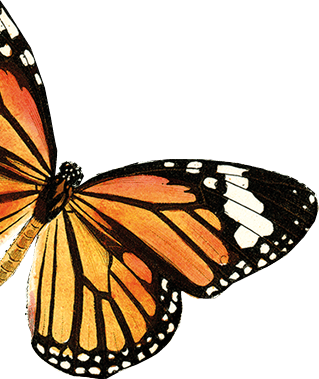 Lord George butterfly